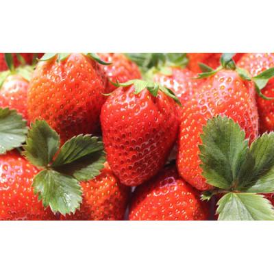 ふるさと納税 榛東村 金井いちご農園 やよいひめ 4パック