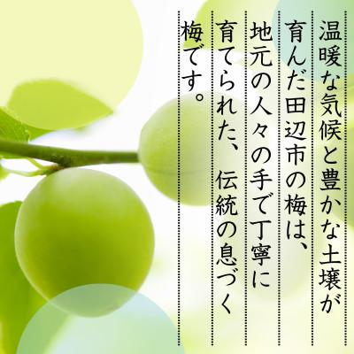 ふるさと納税 田辺市 【先行予約】 青梅【古城梅】 3kg(2027年5月より