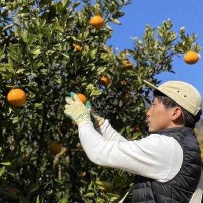 ふるさと納税 松山市 宮内伊予柑 皮ごとストレート720ml×6本(果汁100%みかんジュース)の画像