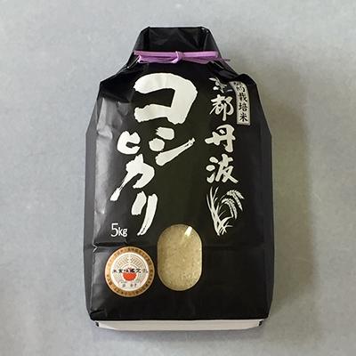 ふるさと納税 南丹市 令和7年産 新米 京都丹波産 コシヒカリ 5kg 精米