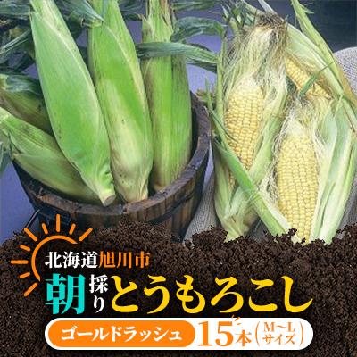 ふるさと納税 旭川市 【2027年発送】朝採りとうもろこしゴールドラッシュ(M〜Lサイズ15本)_03903 | 