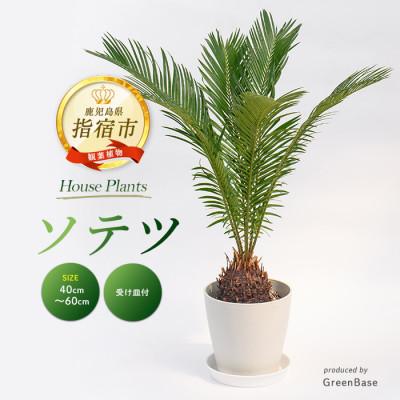 ふるさと納税 指宿市 [観葉植物]ソテツ40cm〜60cm (014-2047)
