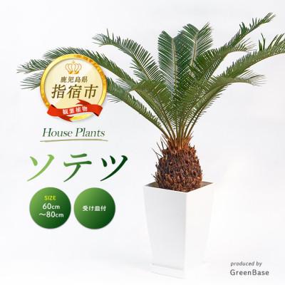 ふるさと納税 指宿市 [観葉植物]ソテツ60cm〜80cm (025-2048)