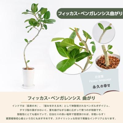 ふるさと納税 指宿市 【観葉植物】フィッカス・ベンガレンシス(曲がり)70cm〜100cm (IB003-051) |  | 01