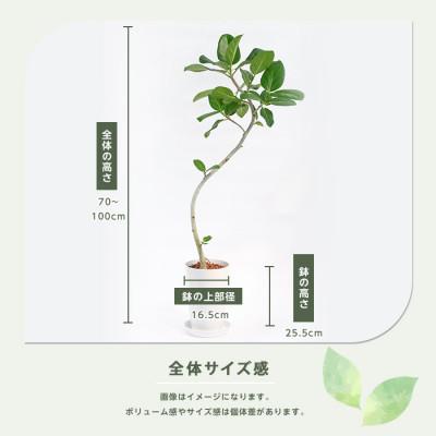 ふるさと納税 指宿市 【観葉植物】フィッカス・ベンガレンシス(曲がり)70cm〜100cm (IB003-051) |  | 02