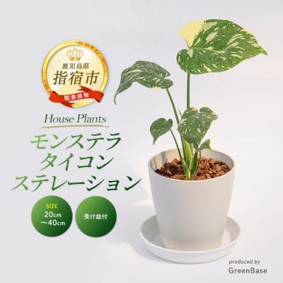 ふるさと納税 指宿市 [観葉植物]モンステラ・タイコンステレーション 20cm〜40cm (016-2050)