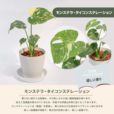 ふるさと納税 指宿市 【観葉植物】モンステラ・タイコンステレーション