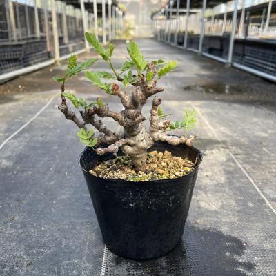 ふるさと納税 長与町 センナ メリディオナリス 1株 Senna meridionalis 長与町/アグリューム