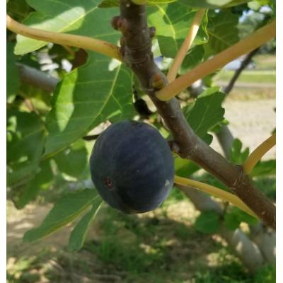 ふるさと納税 高松市 [数量限定!]ご家庭用黒いちじく(サイズ混合) 約1kg