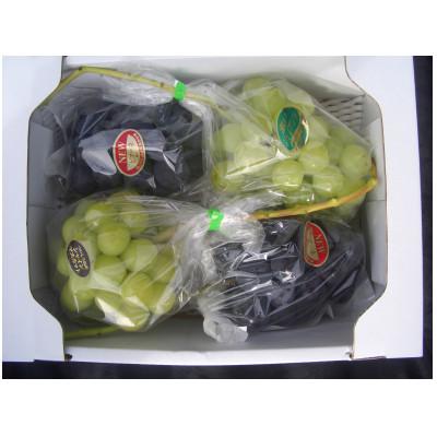 ふるさと納税 岡山市 ピオーネとシャインマスカットの詰合せ2キロ箱