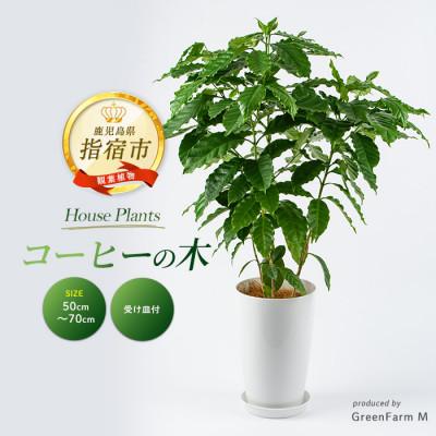 ふるさと納税 指宿市 [観葉植物]コーヒーの木50cm〜70cm(016-2063)