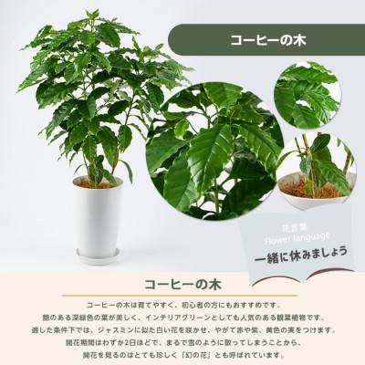 ふるさと納税 指宿市 【観葉植物】コーヒーの木50cm〜70cm(IB075-028) |  | 01