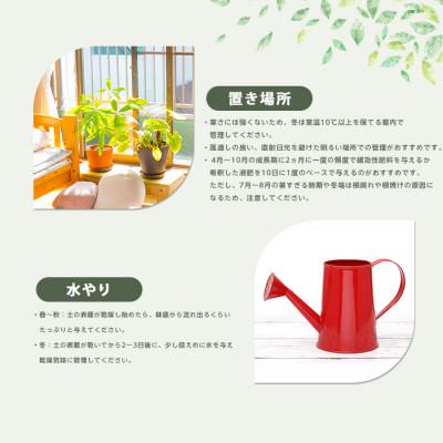 ふるさと納税 指宿市 【観葉植物】コーヒーの木50cm〜70cm(IB075-028) |  | 02