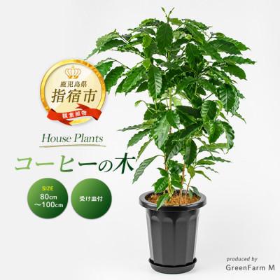 ふるさと納税 指宿市 [観葉植物]コーヒーの木80cm〜100cm(027-2064)