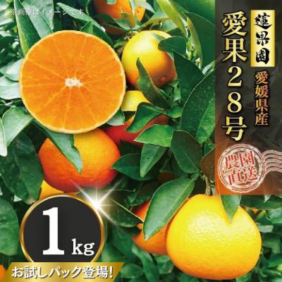ふるさと納税 松山市 愛果28号 家庭用 お試し1kg(4〜6個) サイズ混合 紅まどんな 同品種