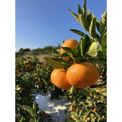 ふるさと納税 小豆島町 [先行受付2026年][大収穫祭・特別企画]小原紅早生みかん「ちょっと大きな2Lサイズ」約5kg