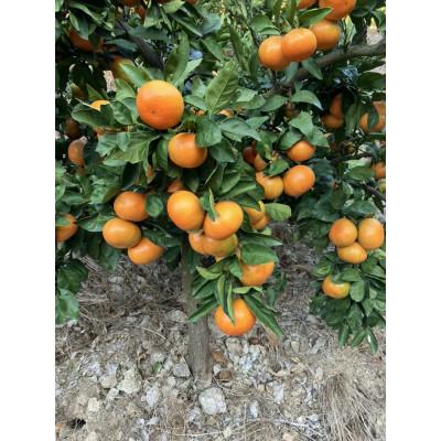 ふるさと納税 東かがわ市 [大収穫祭・特別企画]小原紅早生みかん「ちょっと大きな2Lサイズ」約5kg