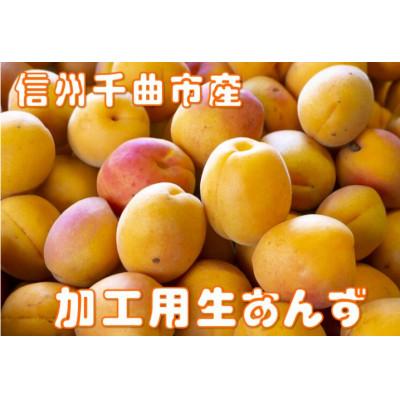 ふるさと納税 千曲市 [2026年先行予約]長野県千曲市産 訳あり 加工用 生あんず 約1.5kg