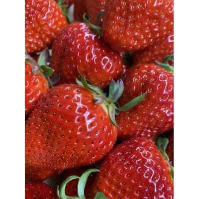ふるさと納税 高松市 [食べきりサイズ]さぬきひめいちごDXパック 約500g