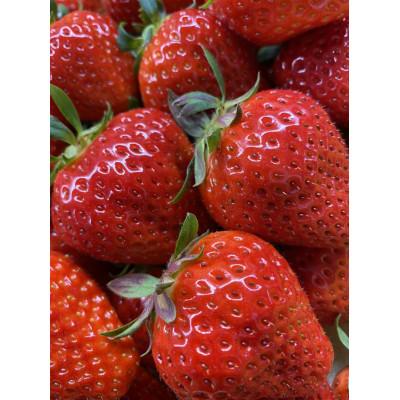 ふるさと納税 三豊市 [食べきりサイズ]さぬきひめいちごDXパック 約500g