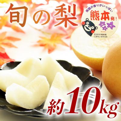 ふるさと納税 菊池市 熊本県産 高糖度 旬の梨 (豊水・秋月・新高) 品種おまかせ 約10kg(12〜36玉)(菊池市)