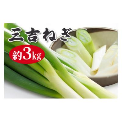 ふるさと納税 常陸大宮市 小野瀬農園の特選ネギ 約3kg