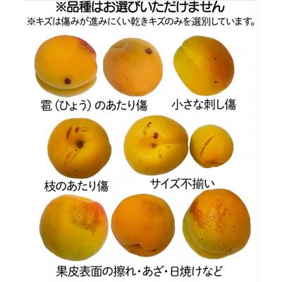 ふるさと納税 千曲市 【2026年先行予約】長野県千曲市産 加工用(訳あり)生あんず 約10kg(5kg×2)_2