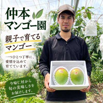 ふるさと納税 今帰仁村 【2027年8月下旬から順次発送・家庭用】仲本マンゴー園の幻のキーツマンゴー1kg(1〜2玉) |  | 03
