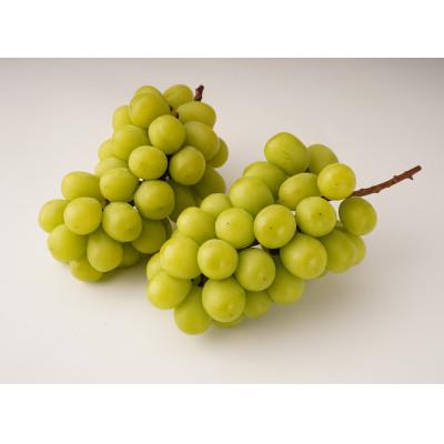 ふるさと納税 坂出市 シャインマスカット 約1.2kg(2〜3房)