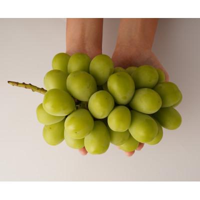 ふるさと納税 三木町 [食べきりサイズ]シャインマスカット 約700g