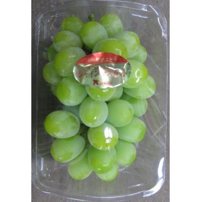 ふるさと納税 三木町 [小分けパック入り]パクパク食べれる・シャインマスカットパック 約1.2kg以上