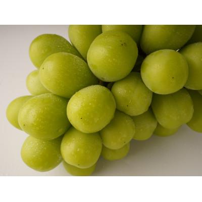 ふるさと納税 三豊市 [出荷量増大記念・感謝企画]シャインマスカット 約800g以上(1〜2房)