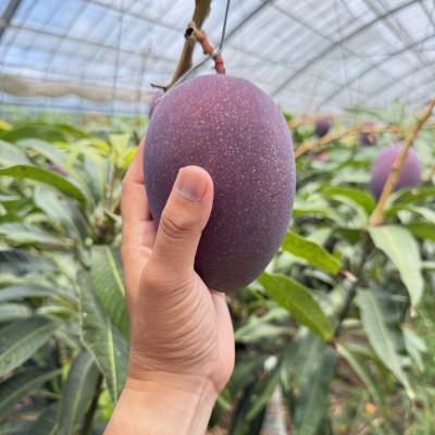 ふるさと納税 今帰仁村 【2027年7月から順次発送・家庭用】ベテラン農家さんが作る アーウィンマンゴー1kg(2〜3玉) |  | 01
