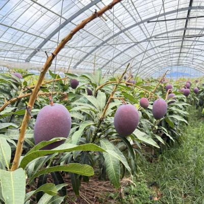 ふるさと納税 今帰仁村 【2027年7月から順次発送・家庭用】ベテラン農家さんが作る アーウィンマンゴー1kg(2〜3玉) |  | 02