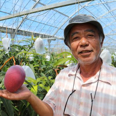 ふるさと納税 今帰仁村 【2027年7月から順次発送・家庭用】ベテラン農家さんが作る アーウィンマンゴー1kg(2〜3玉) |  | 03