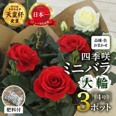 ふるさと納税 本巣市 おまかせ 大輪系 ミニバラ 4号3鉢 詰め合わせ 肥料付き 訳あり 家庭用 四季咲き