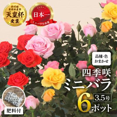ふるさと納税 本巣市 おまかせ ミニバラ 3.5号 6鉢 詰め合わせ 肥料付き 訳あり 家庭用 バラ 花 四季咲き