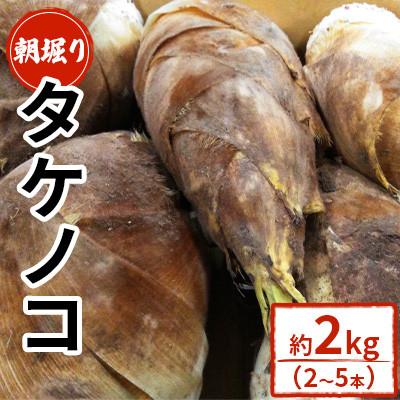 ふるさと納税 菊池市 [先行予約! 4月上旬から順次発送開始] 筍 朝掘り 約2kg [GGYパッケージ](菊池市)