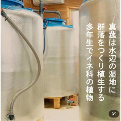 ふるさと納税 西桂町 【発酵生活サポート】富士山麓の自然の恵み_真菰(まこも)乳酸菌液 1.5L ×6本セットの画像
