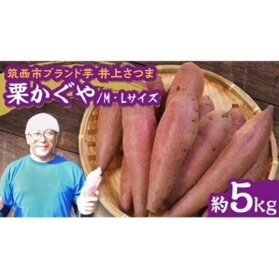 ふるさと納税 筑西市 [井上さつま/茨城県特別栽培農産物]「栗かぐや」M・Lサイズ さつまいも 約5kg(土なし)