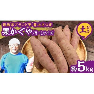 ふるさと納税 筑西市 [井上さつま/茨城県特別栽培農産物認証]「栗かぐや」M・Lサイズ さつまいも 約5kg(土付き)