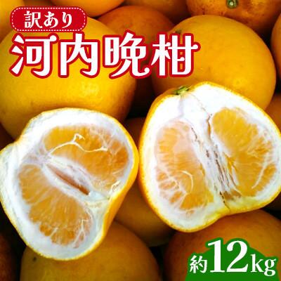 ふるさと納税 宇城市 [先行予約 2026年3月下旬〜発送予定] 訳あり 河内晩柑 規格外 サイズ不選別 約12kg(宇城