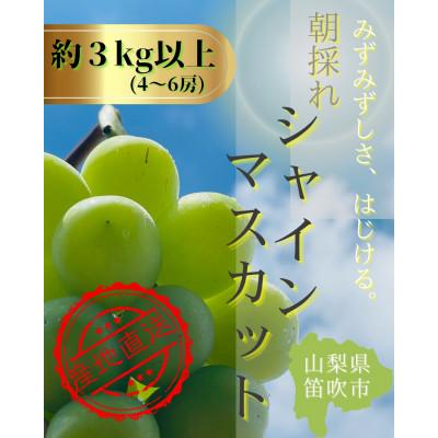 ふるさと納税 笛吹市 [2026年]生産者直送!山梨県笛吹市産地!シャインマスカット 約3kg以上(4〜6房)