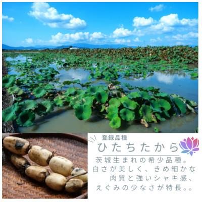 ふるさと納税 茨城県 【茨城県産】掘りたてれんこん 計2kg |  | 01