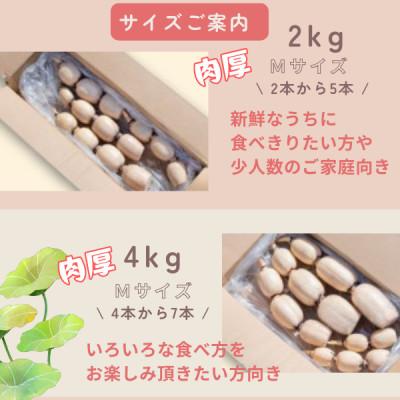ふるさと納税 茨城県 【茨城県産】掘りたてれんこん 計2kg |  | 02