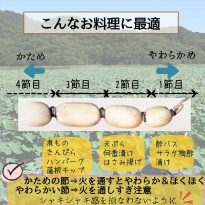 ふるさと納税 茨城県 【茨城県産】掘りたてれんこん 計2kg |  | 03