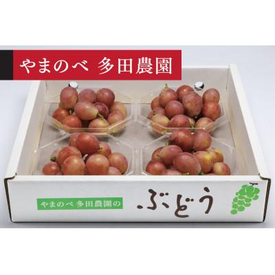 ふるさと納税 山辺町 《先行受付》2026年 山形県産 クイーンニーナ ダイヤパック 250g×4 | 