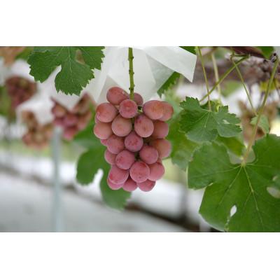 ふるさと納税 山辺町 《先行受付》2026年 山形県産 クイーンニーナ ダイヤパック 250g×4 |  | 02