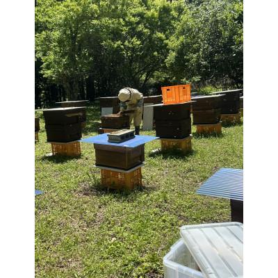 ふるさと納税 新城市 まるちゃん養蜂場 百花はちみつ 計900g(300g×3本)の画像