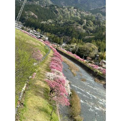 ふるさと納税 新城市 まるちゃん養蜂場 百花はちみつ 計900g(300g×3本)の画像